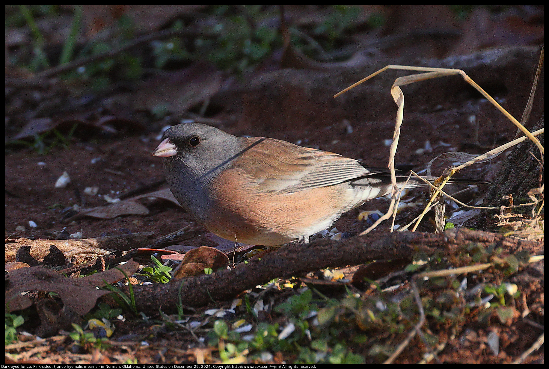 Dark-eyed Junco, Pink-sided, (Junco hyemalis mearnsi) in Norman, Oklahoma, United States on December 29, 2024