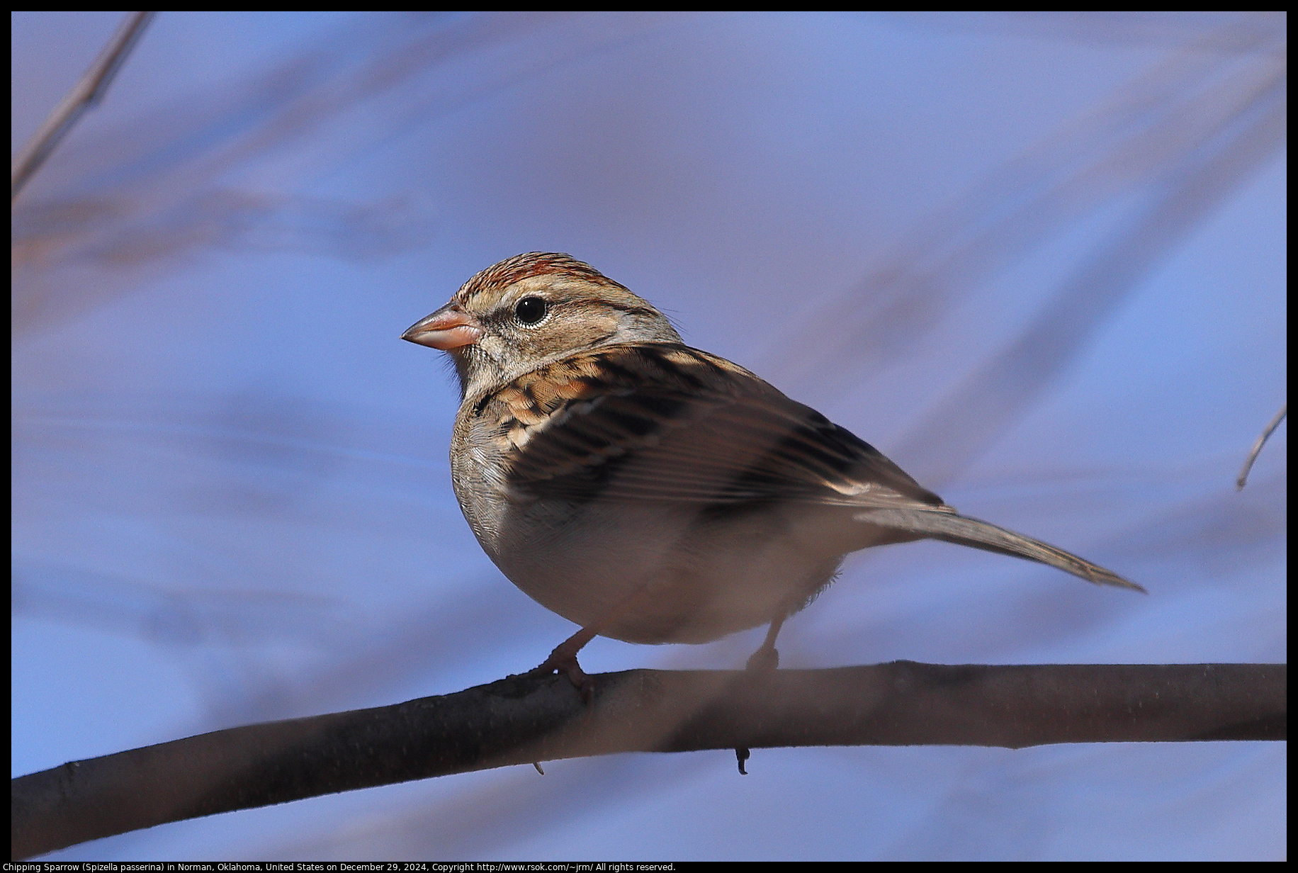 Chipping Sparrow (Spizella passerina) in Norman, Oklahoma, United States on December 29, 2024