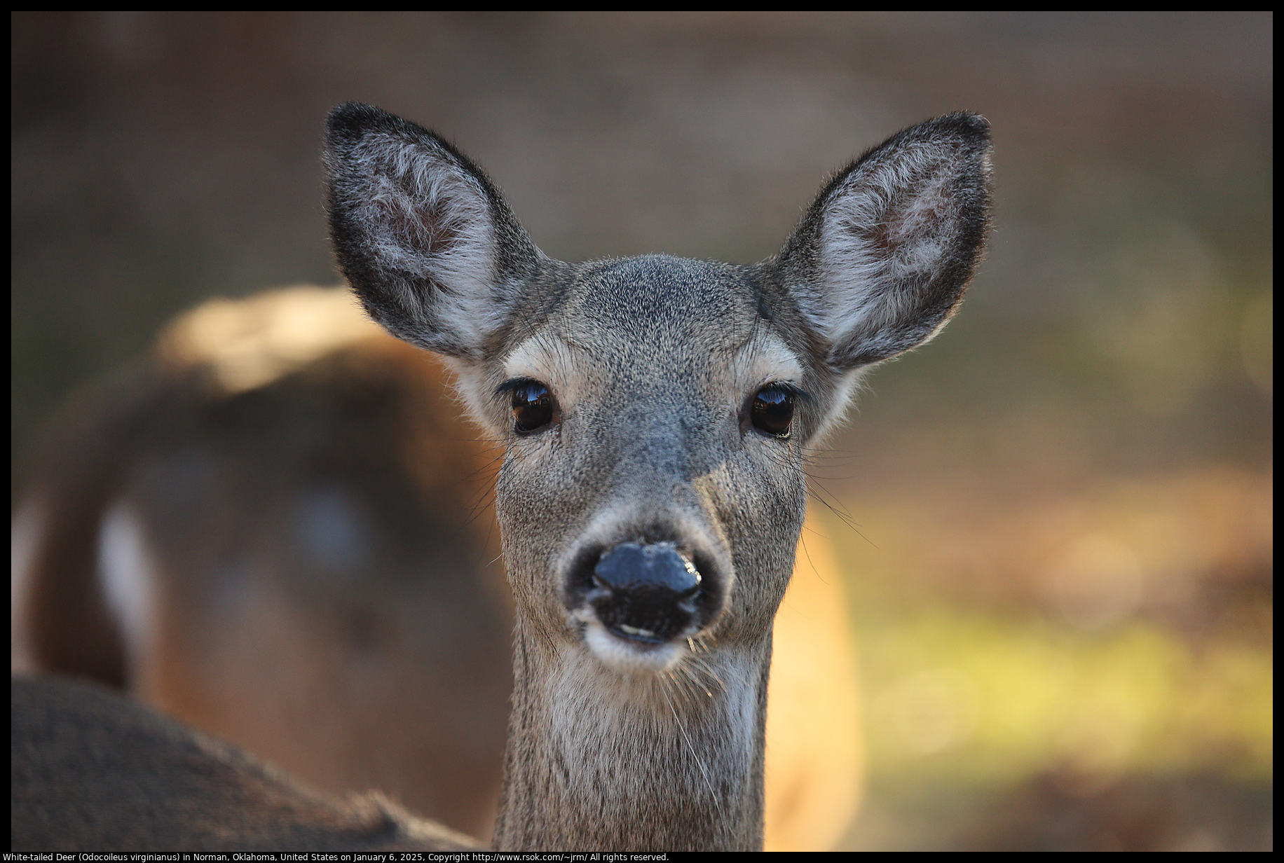 White-tailed Deer (Odocoileus virginianus) in Norman, Oklahoma, United States on January 6, 2025