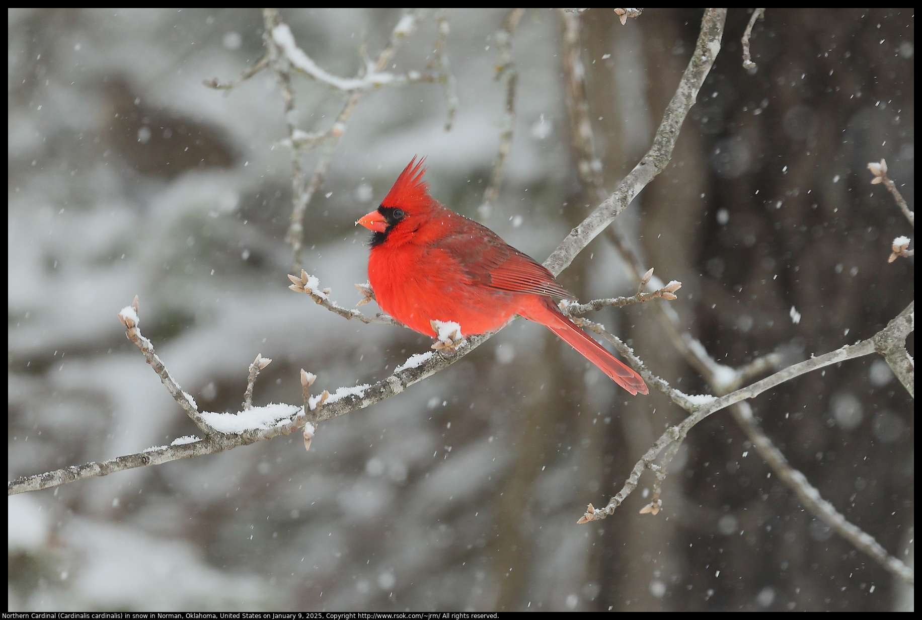 Northern Cardinal (Cardinalis cardinalis) in snow in Norman, Oklahoma, United States on January 9, 2025