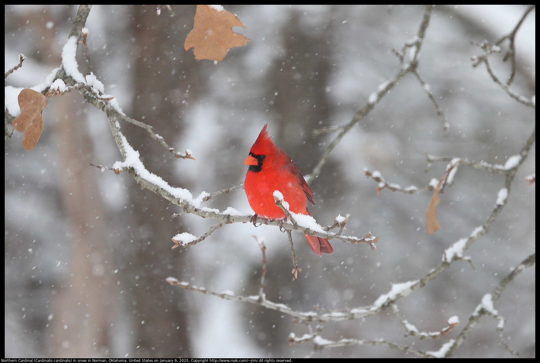 Northern Cardinal (Cardinalis cardinalis) in snow in Norman, Oklahoma, United States on January 9, 2025