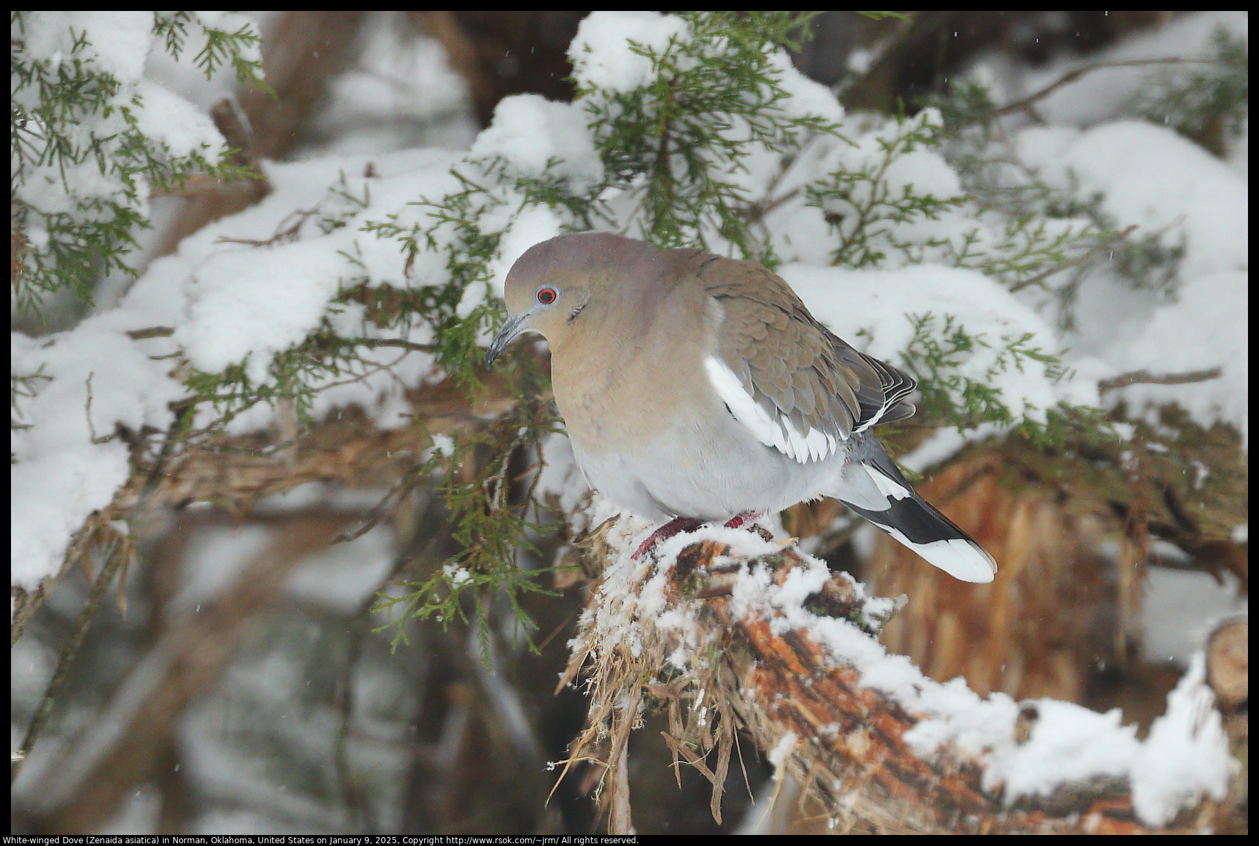 White-winged Dove (Zenaida asiatica) in Norman, Oklahoma, United States on January 9, 2025