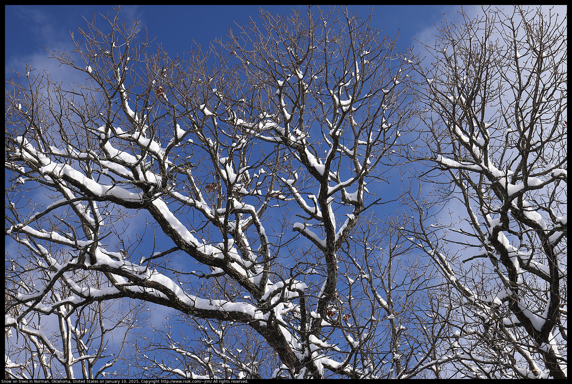 Snow on trees in Norman, Oklahoma, United States on January 10, 2025