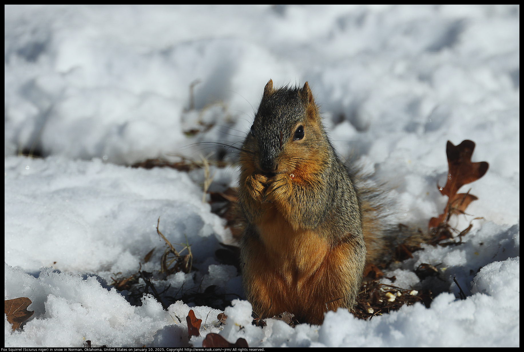 Fox Squirrel (Sciurus niger) in snow in Norman, Oklahoma, United States on January 10, 2025