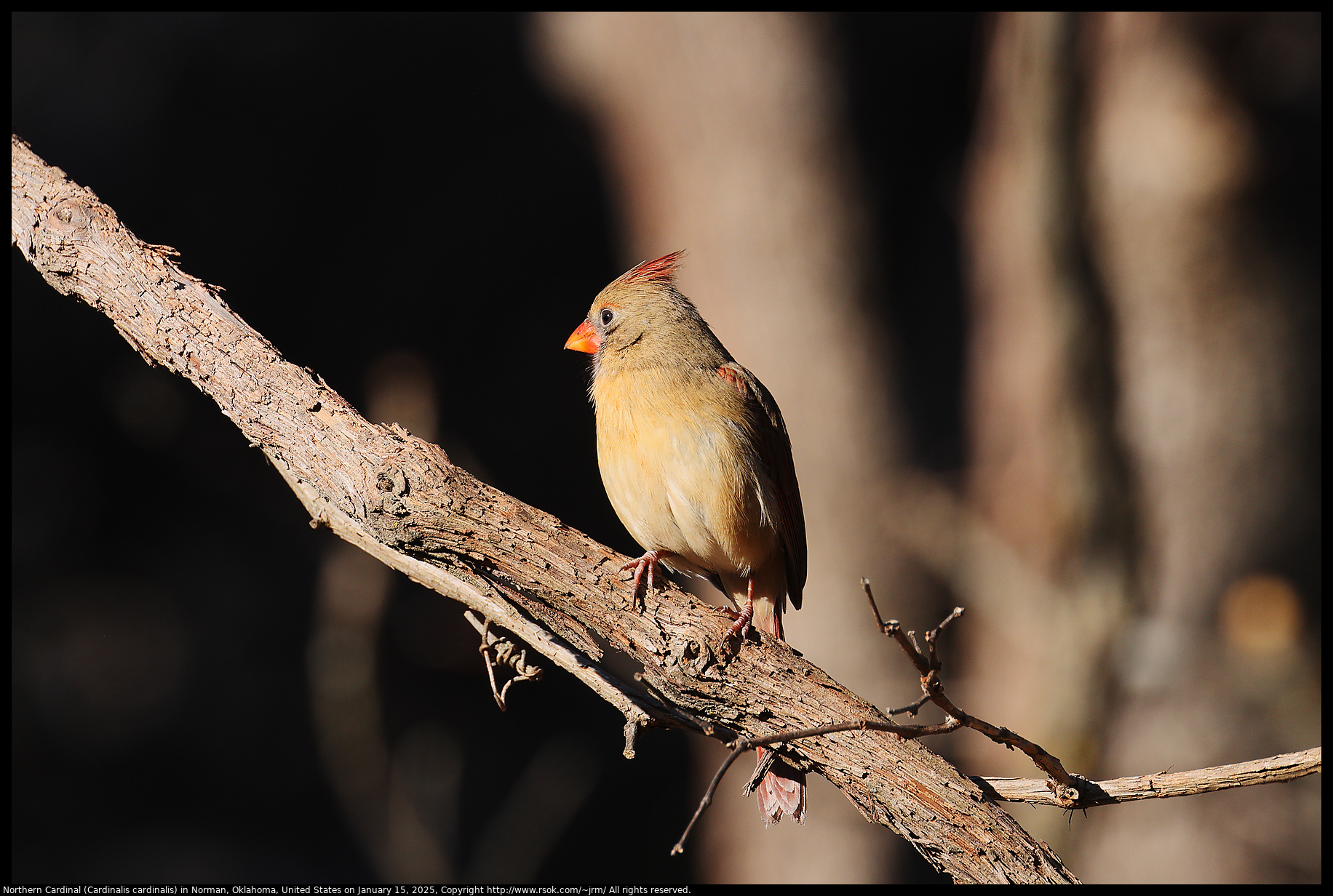 Northern Cardinal (Cardinalis cardinalis) in Norman, Oklahoma, United States on January 15, 2025