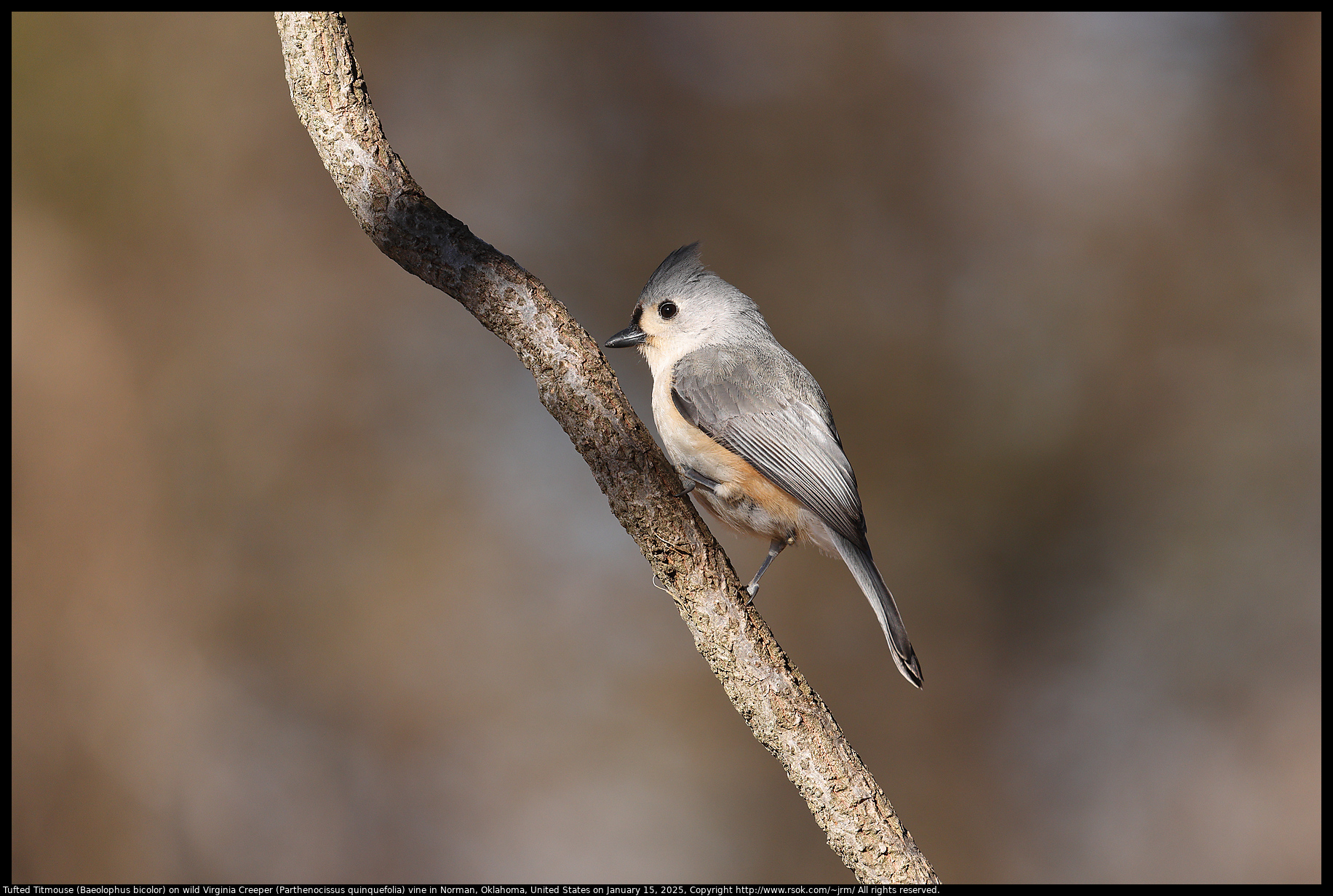 Tufted Titmouse (Baeolophus bicolor) on wild Virginia Creeper (Parthenocissus quinquefolia) vine in Norman, Oklahoma, United States on January 15, 2025