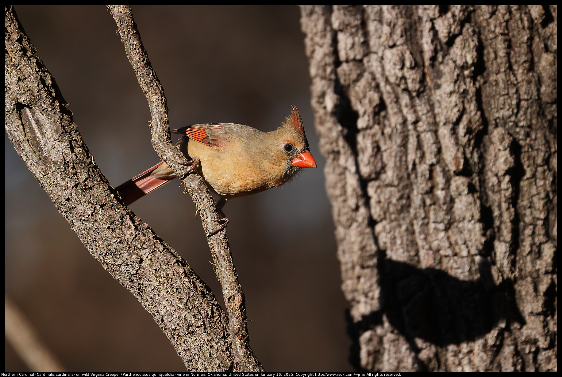 Northern Cardinal (Cardinalis cardinalis) on wild Virginia Creeper (Parthenocissus quinquefolia) vine in Norman, Oklahoma, United States on January 16, 2025