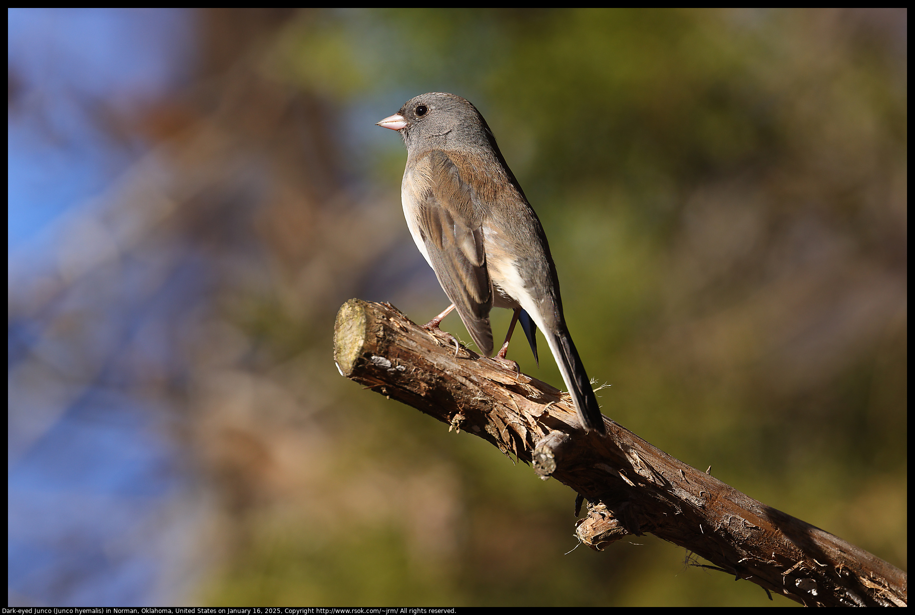 Dark-eyed Junco (Junco hyemalis) in Norman, Oklahoma, United States on January 16, 2025