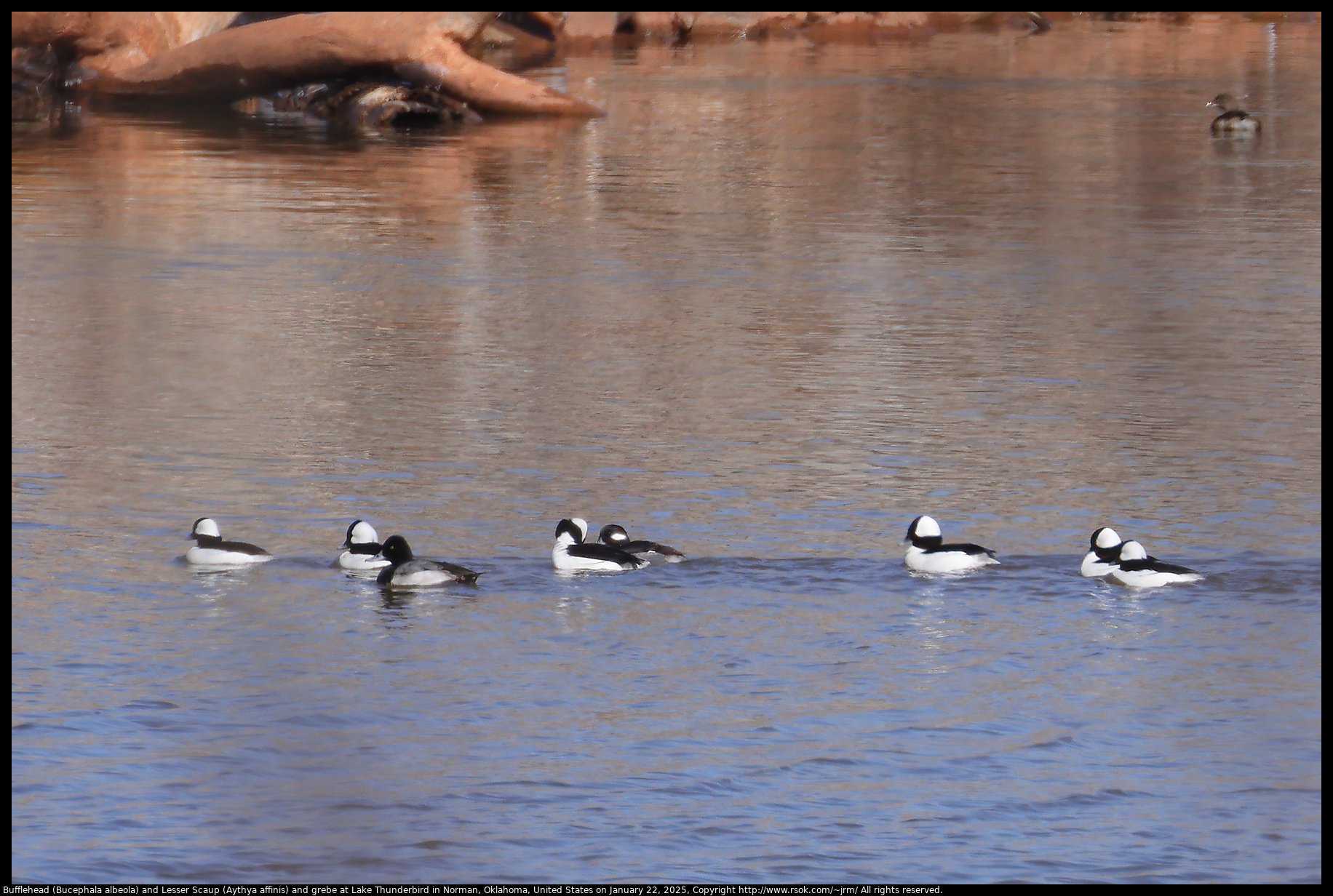 Bufflehead (Bucephala albeola) and Lesser Scaup (Aythya affinis) and grebe at Lake Thunderbird in Norman, Oklahoma, United States on January 22, 2025