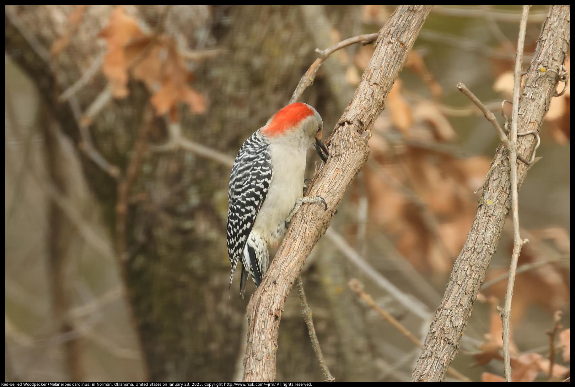 Red-bellied Woodpecker (Melanerpes carolinus) in Norman, Oklahoma, United States on January 23, 2025