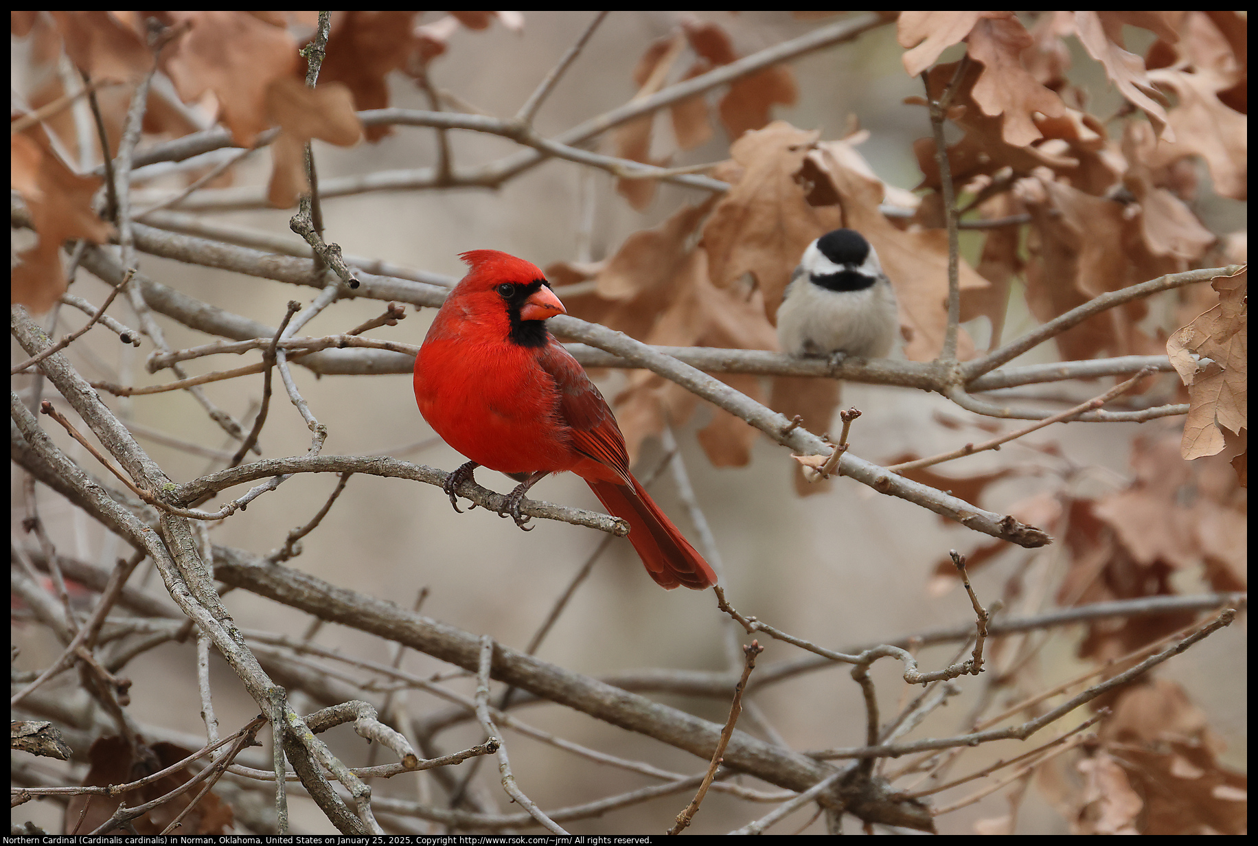 Northern Cardinal (Cardinalis cardinalis) in Norman, Oklahoma, United States on January 25, 2025