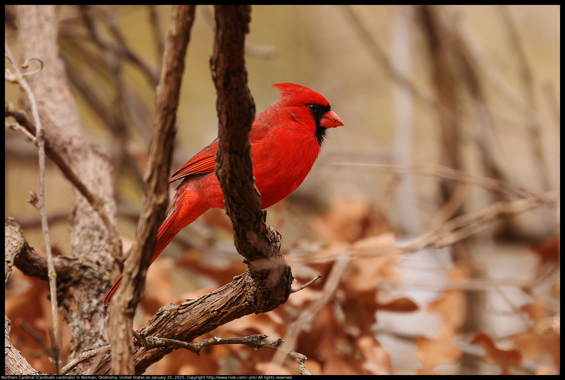 Northern Cardinal (Cardinalis cardinalis) in Norman, Oklahoma, United States on January 25, 2025