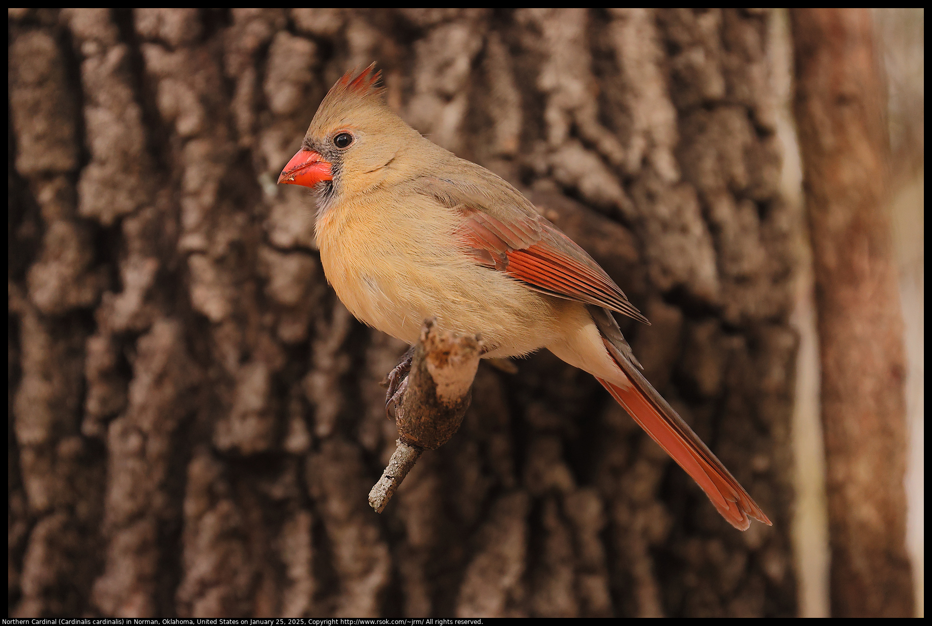 Northern Cardinal (Cardinalis cardinalis) in Norman, Oklahoma, United States on January 25, 2025