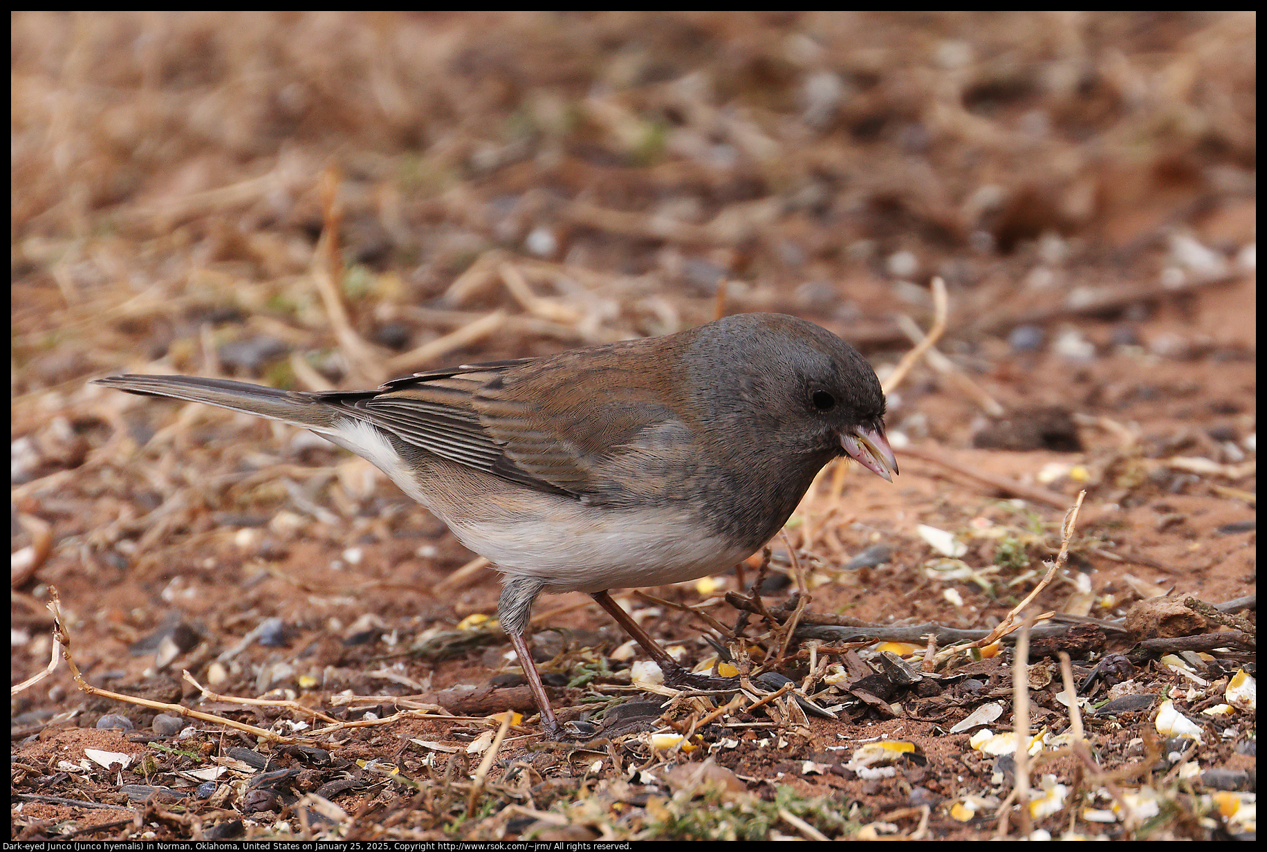 Dark-eyed Junco (Junco hyemalis) in Norman, Oklahoma, United States on January 25, 2025