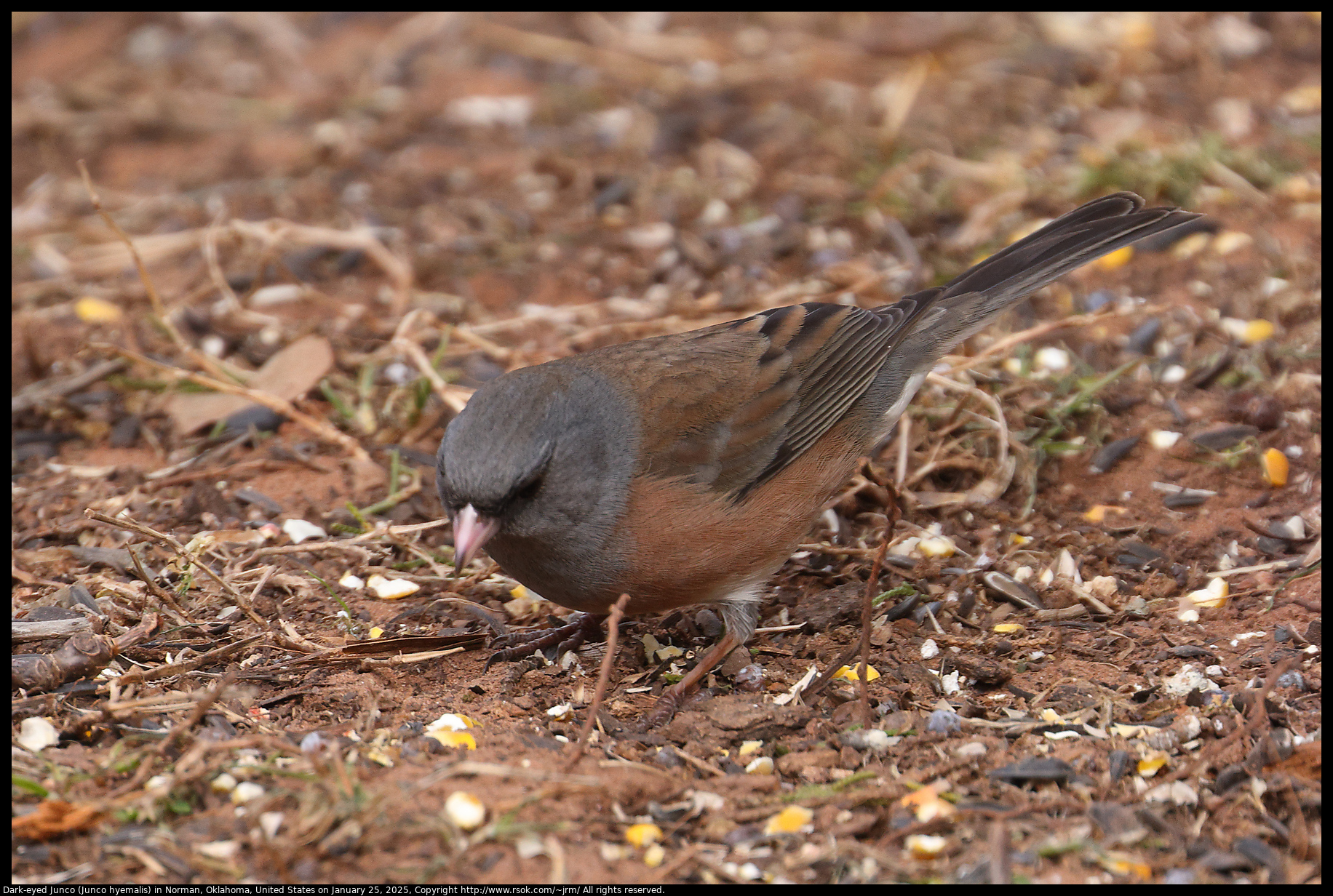 Dark-eyed Junco (Junco hyemalis) in Norman, Oklahoma, United States on January 25, 2025