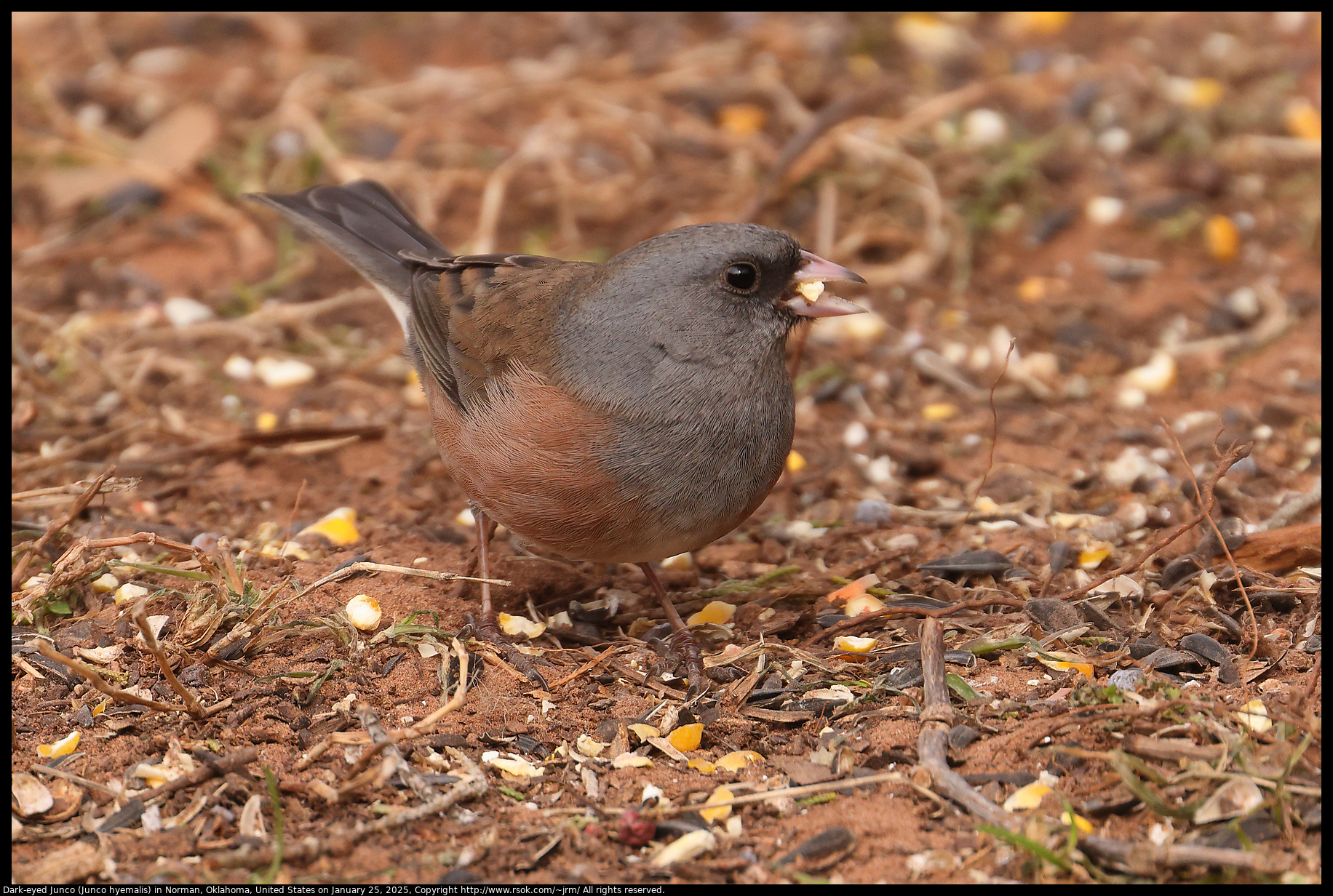 Dark-eyed Junco (Junco hyemalis) in Norman, Oklahoma, United States on January 25, 2025