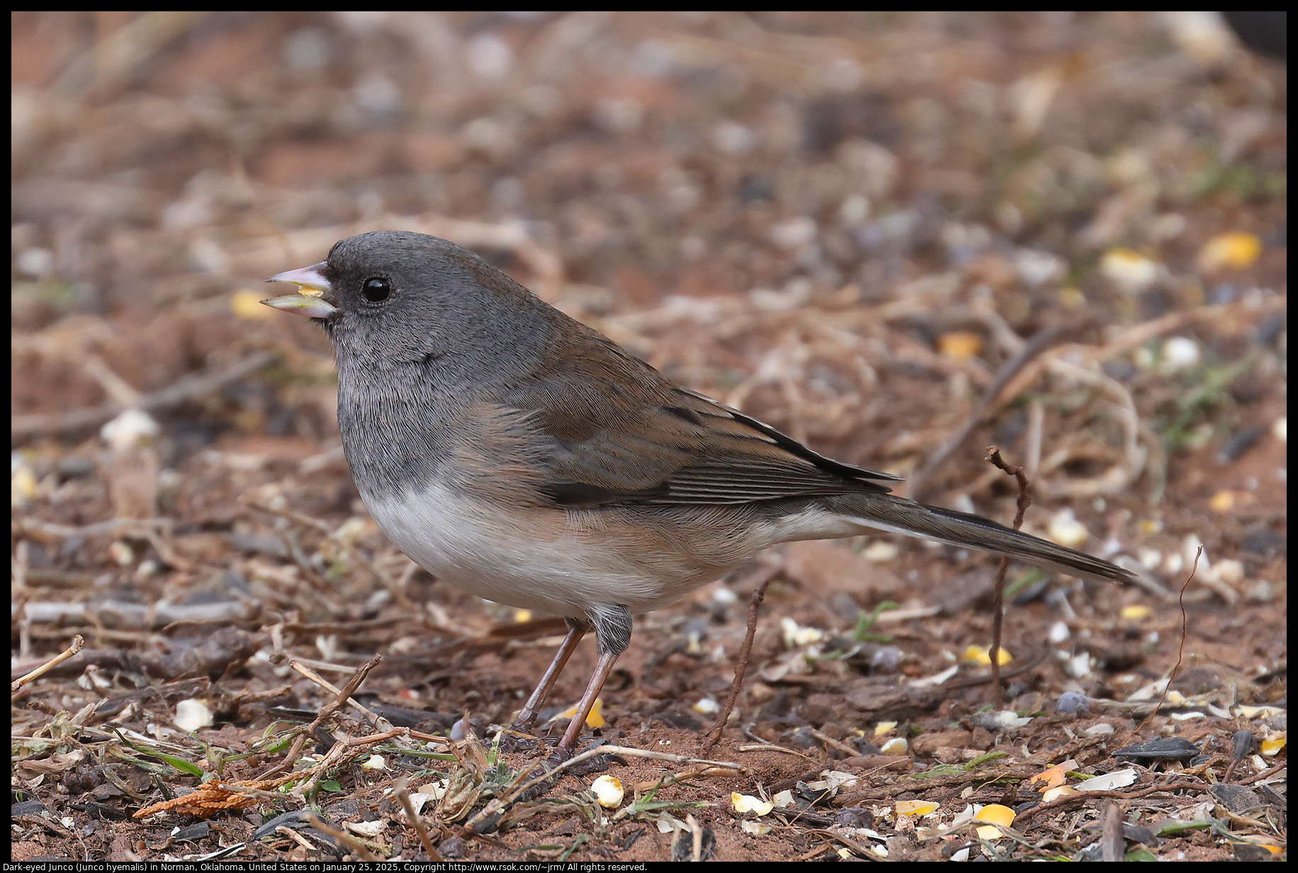 Dark-eyed Junco (Junco hyemalis) in Norman, Oklahoma, United States on January 25, 2025