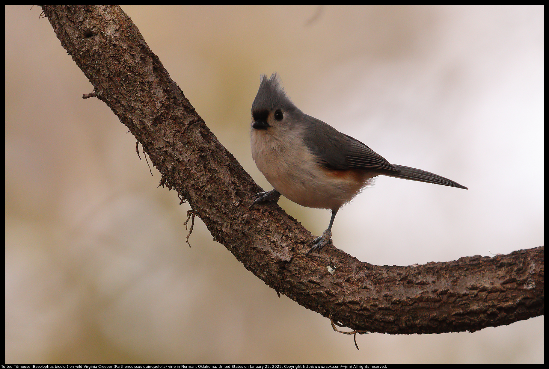 Tufted Titmouse (Baeolophus bicolor) on wild Virginia Creeper (Parthenocissus quinquefolia) vine in Norman, Oklahoma, United States on January 25, 2025