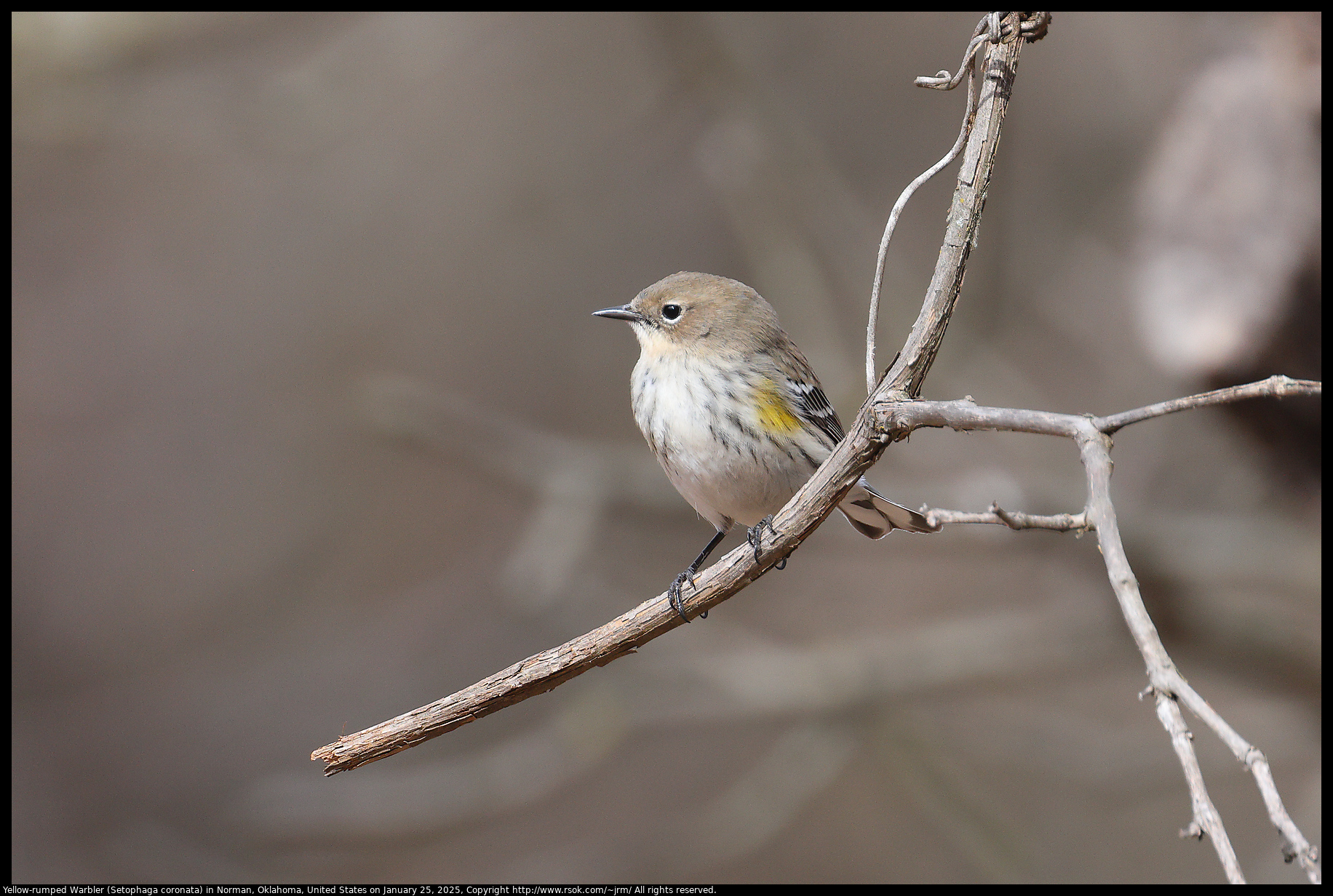 Yellow-rumped Warbler (Setophaga coronata) in Norman, Oklahoma, United States on January 25, 2025