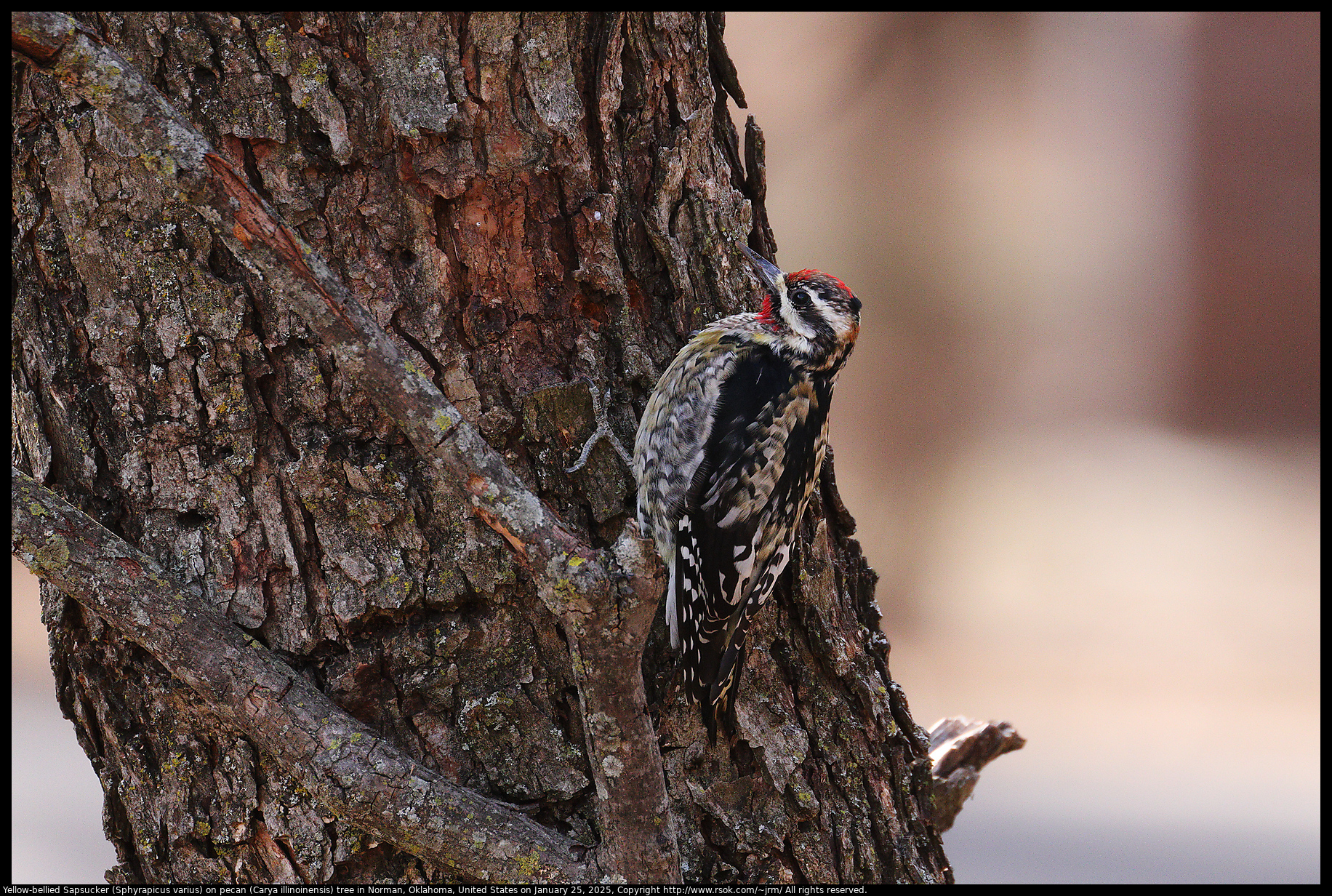 Yellow-bellied Sapsucker (Sphyrapicus varius) on pecan (Carya illinoinensis) tree in Norman, Oklahoma, United States on January 25, 2025