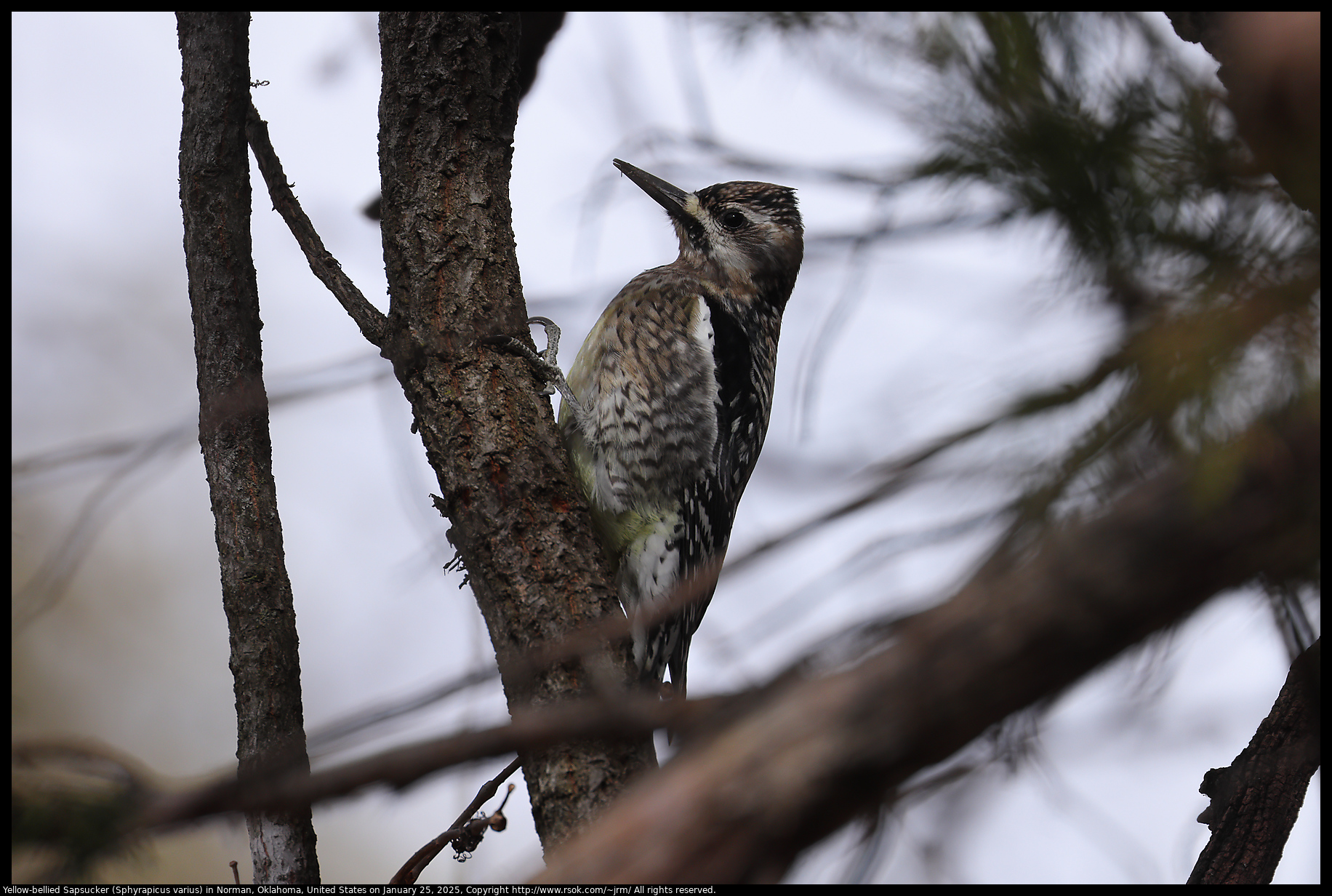 Yellow-bellied Sapsucker (Sphyrapicus varius) in Norman, Oklahoma, United States on January 25, 2025