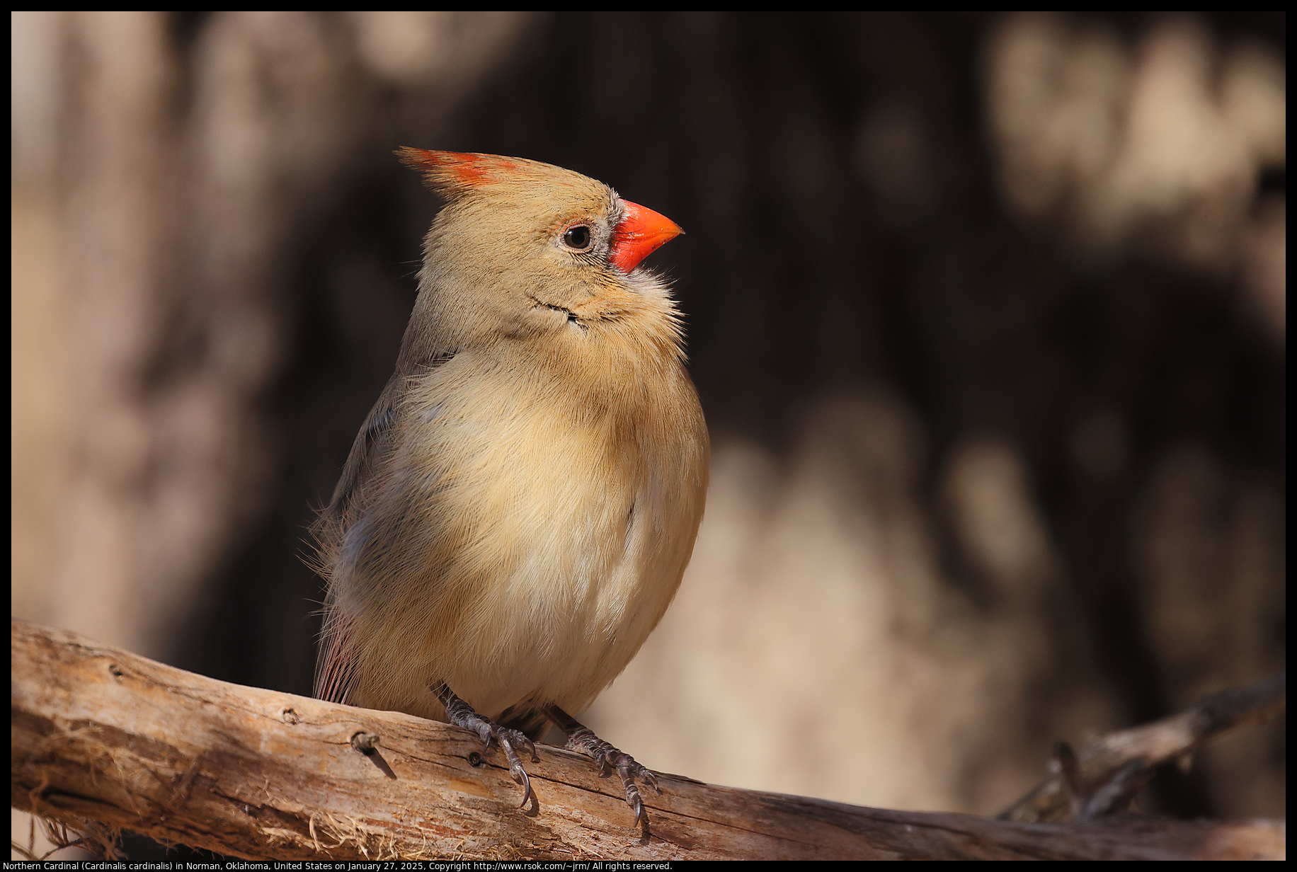 Northern Cardinal (Cardinalis cardinalis) in Norman, Oklahoma, United States on January 27, 2025