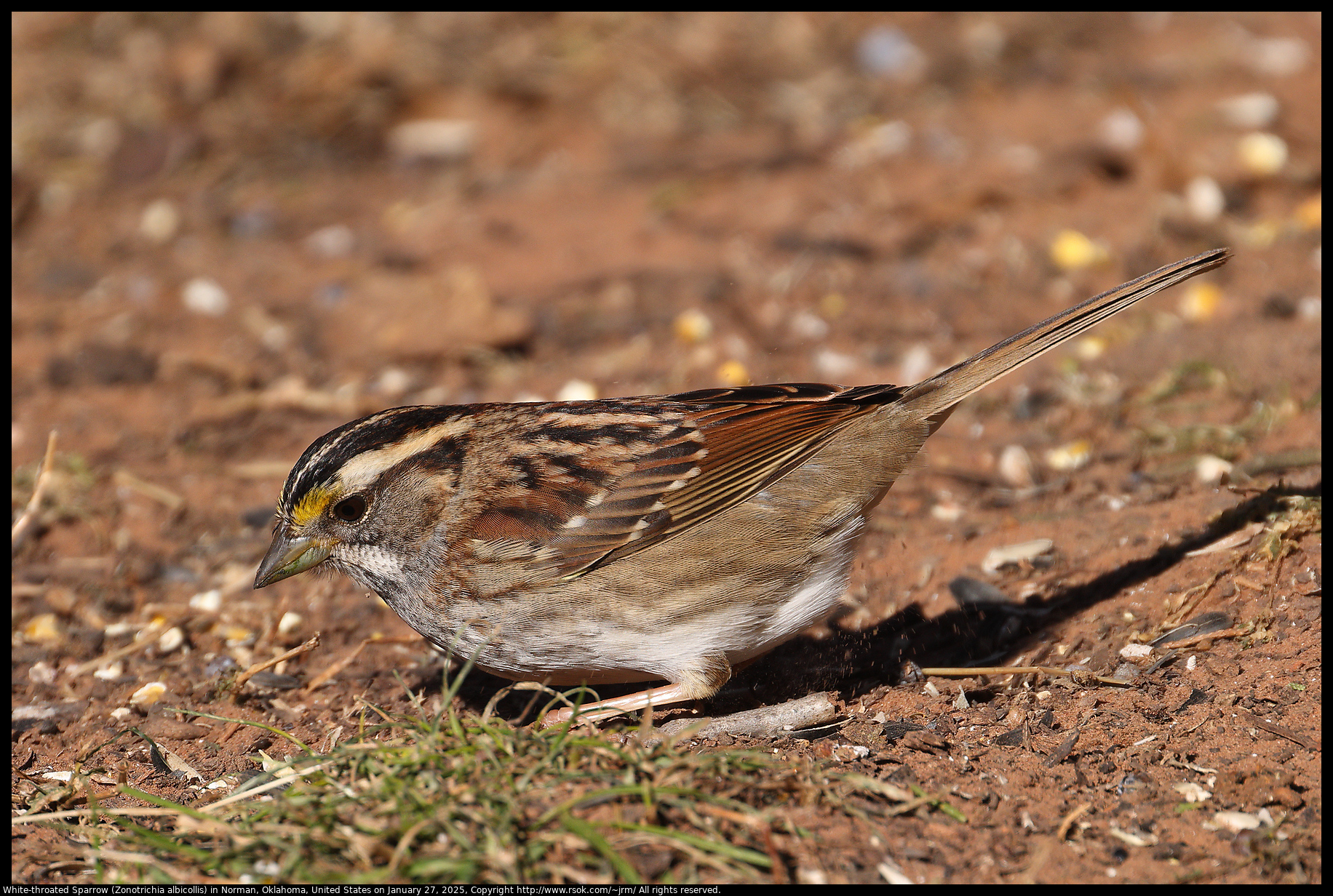 White-throated Sparrow (Zonotrichia albicollis) in Norman, Oklahoma, United States on January 27, 2025