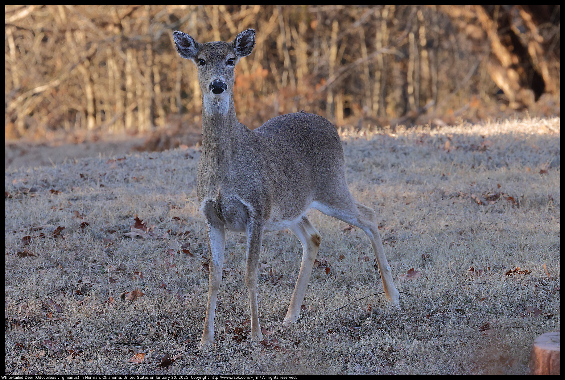 White-tailed Deer (Odocoileus virginianus) in Norman, Oklahoma, United States on January 30, 2025